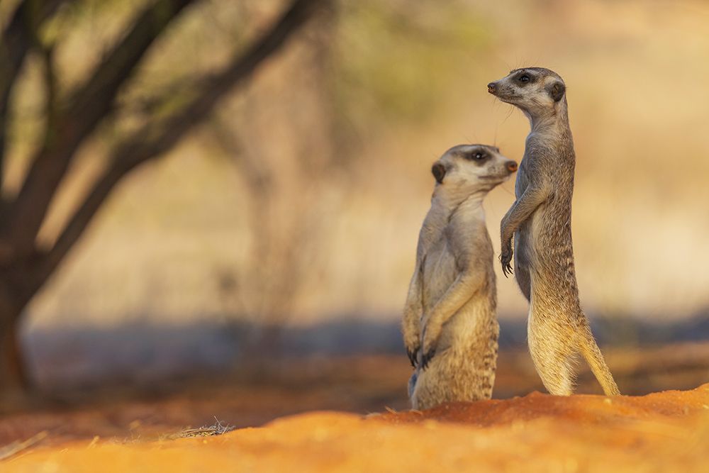 Pair of meerkats on the lookout for possible predators in the Kalahari Desert art print by Ken Archer for $57.95 CAD