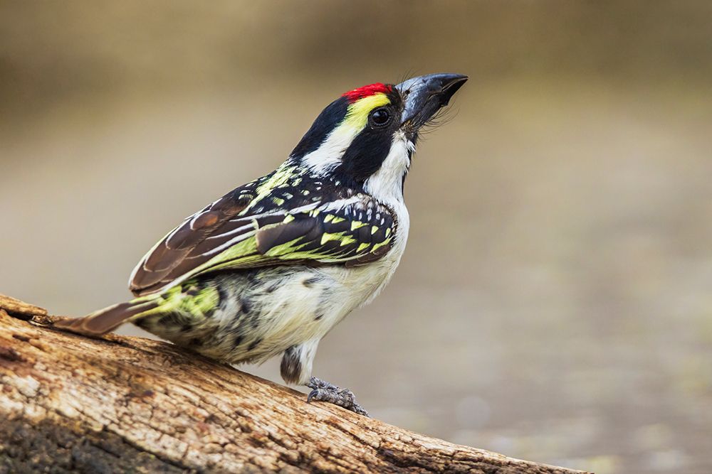 Pied barbet preparing to get a drink at a water hole in southern Africa art print by Ken Archer for $57.95 CAD