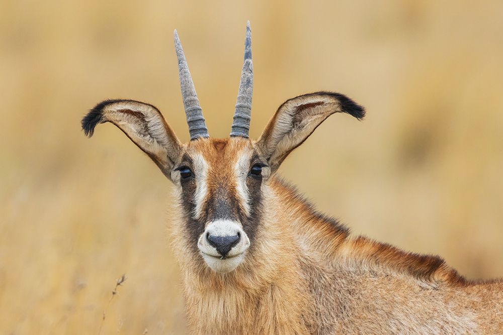 Roan antelope female, close-up portrait in southern Africa art print by Ken Archer for $57.95 CAD