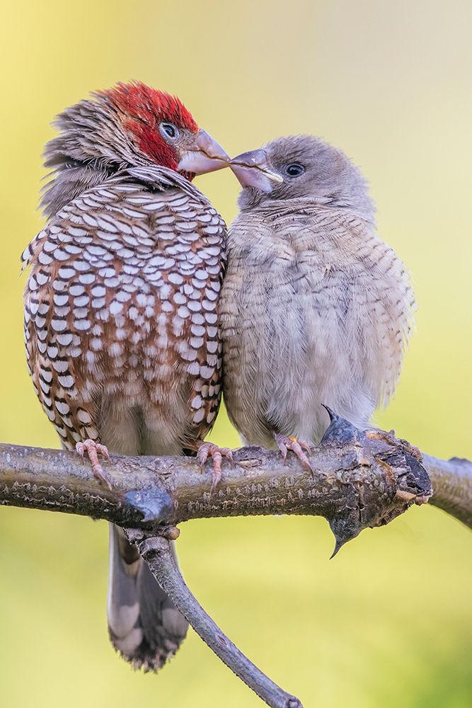 Red-headed finch pair nuzzling in southern Africa art print by Ken Archer for $57.95 CAD