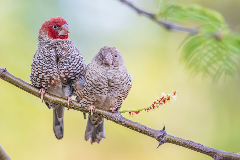 Red-headed finch pair snuggling together in southern Africa art print by Ken Archer for $57.95 CAD
