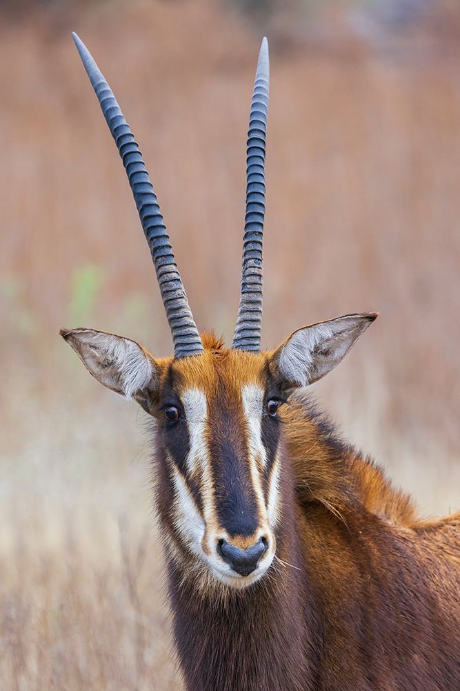 Sable antelope, a close-up portrait in southern Africa art print by Ken Archer for $57.95 CAD