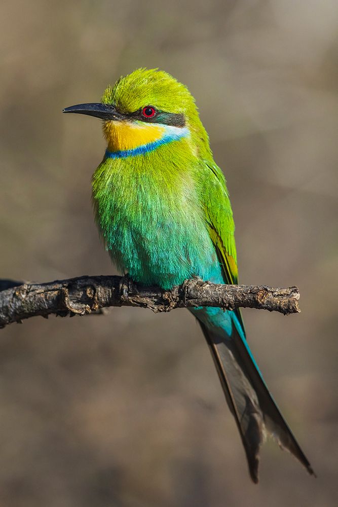 Swallow-tailed bee-eater posing in southern Africa art print by Ken Archer for $57.95 CAD