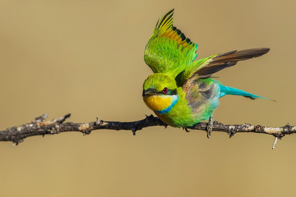 Swallow-tailed bee-eater taking flight in southern Africa art print by Ken Archer for $57.95 CAD
