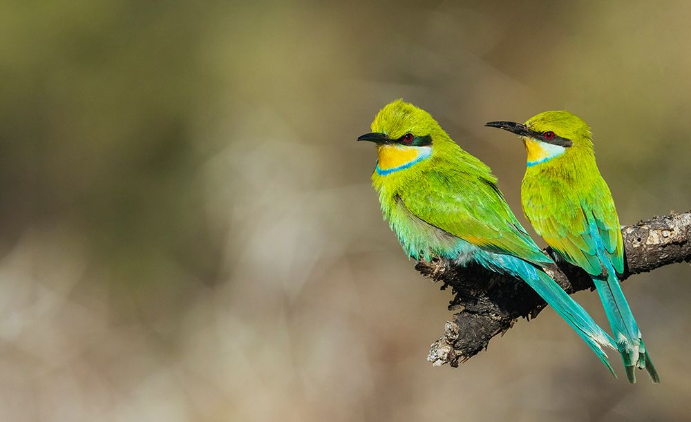 Swallow-tailed bee-eater pair hanging out together in southern Africa art print by Ken Archer for $57.95 CAD