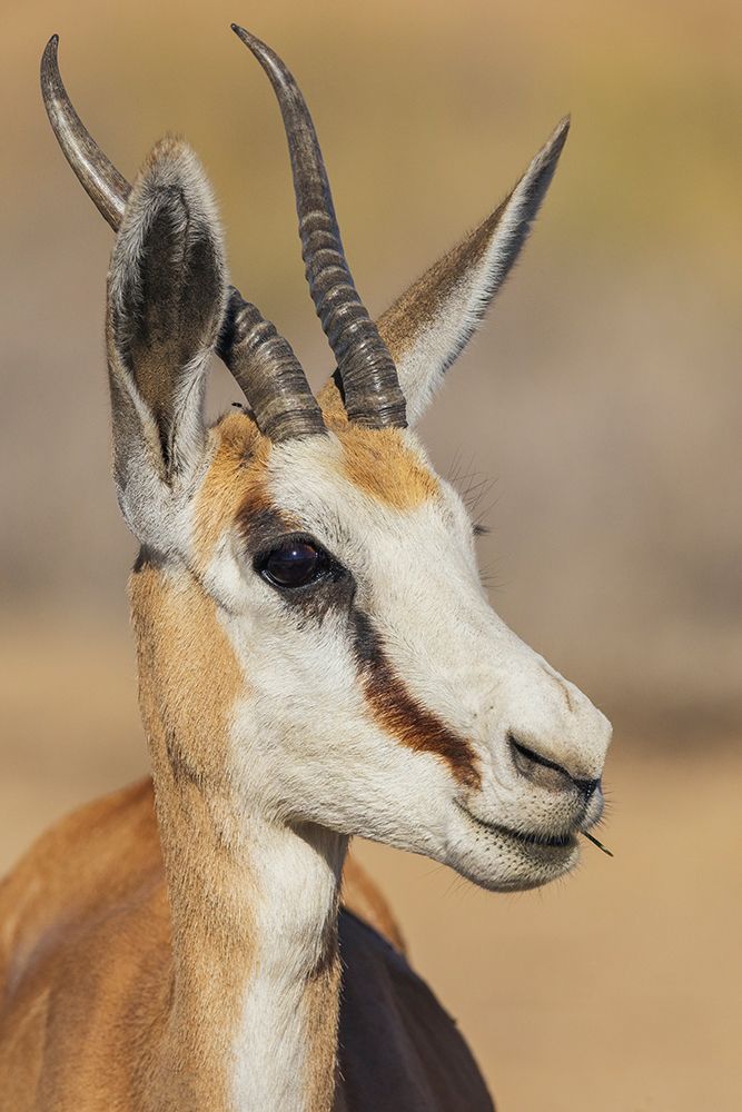 Springbok buck in the morning light of the Kalahari Desert art print by Ken Archer for $57.95 CAD