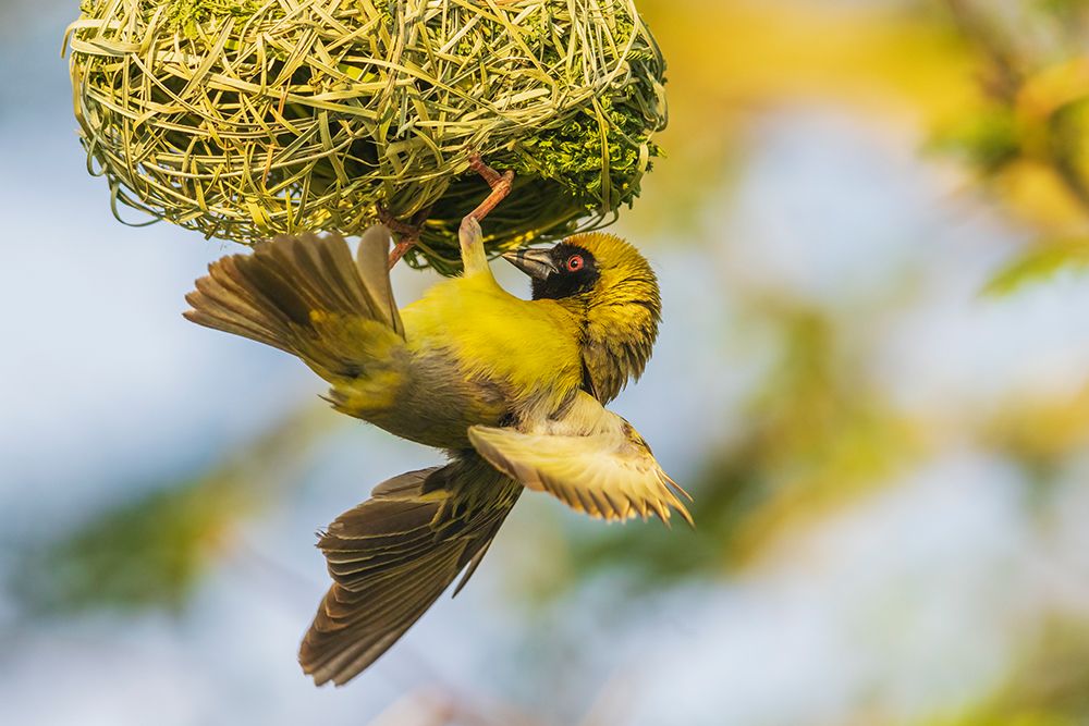 Southern masked weaver putting finishing touches on nest, southern Africa art print by Ken Archer for $57.95 CAD