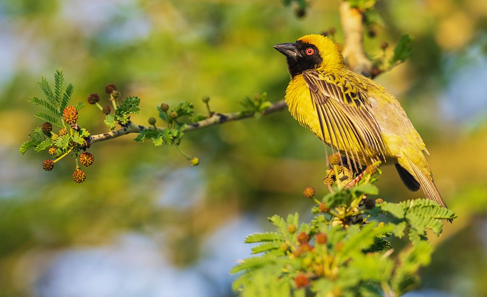 Southern masked weaver male attempting to attract a mate in southern Africa art print by Ken Archer for $57.95 CAD