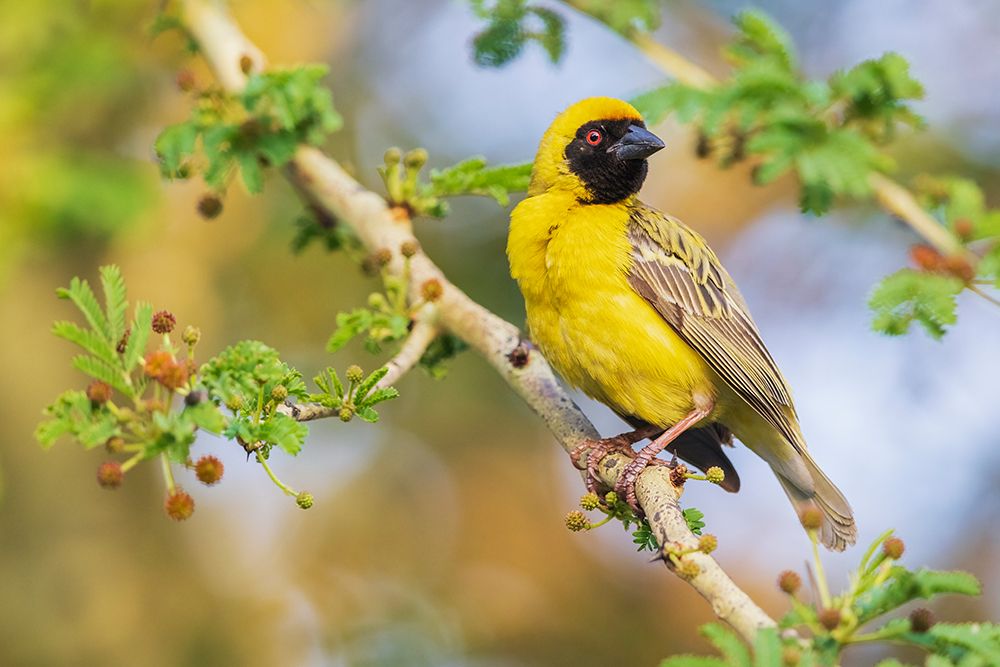 Southern masked weaver keeping a watchful eye on its nest, southern Africa art print by Ken Archer for $57.95 CAD