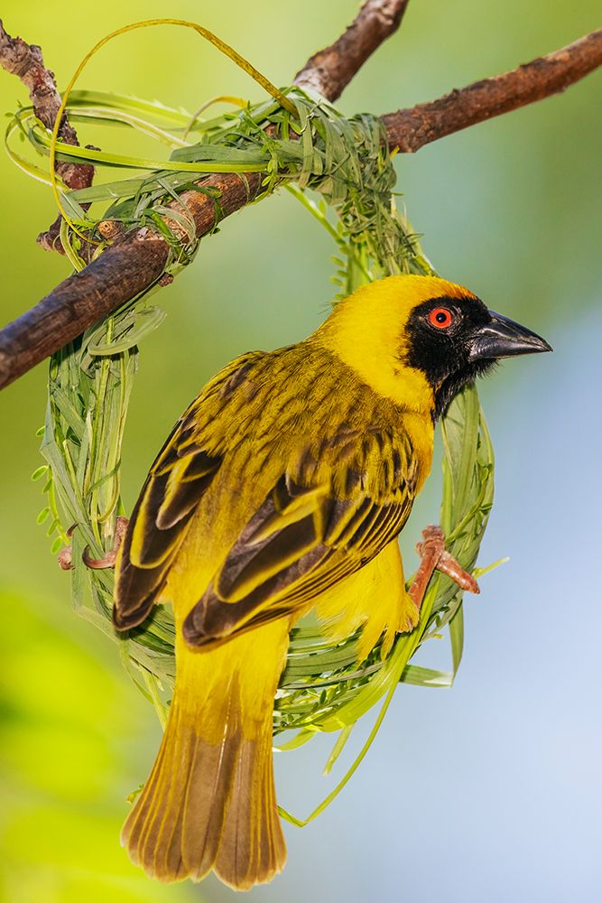 Southern masked weaver male building its nest, southern Africa art print by Ken Archer for $57.95 CAD