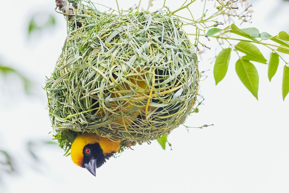 Southern masked weaver male building its nest, southern Africa art print by Ken Archer for $57.95 CAD