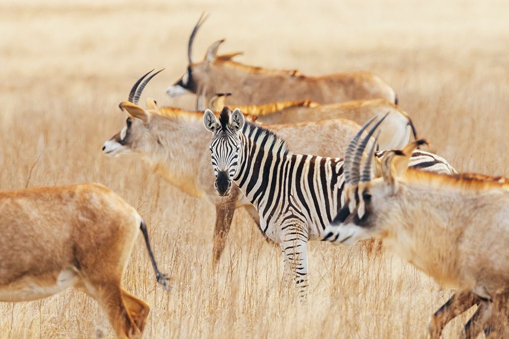 Lone zebra travels with a herd of roan antelope in southern Africa art print by Ken Archer for $57.95 CAD