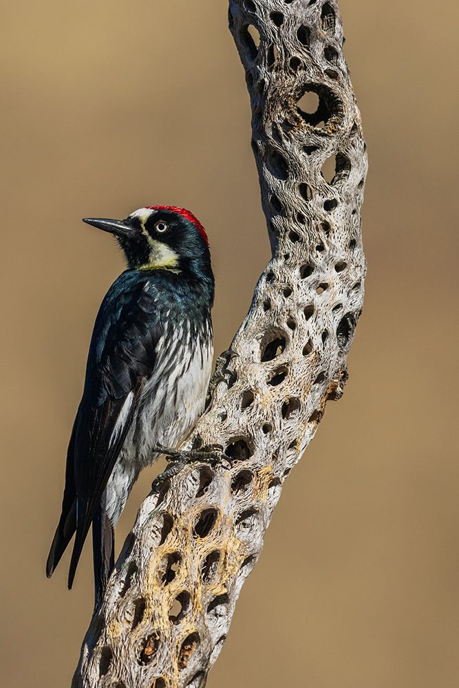 Acorn woodpecker inspecting cactus skeleton, in the desert of southern Arizona art print by Ken Archer for $57.95 CAD