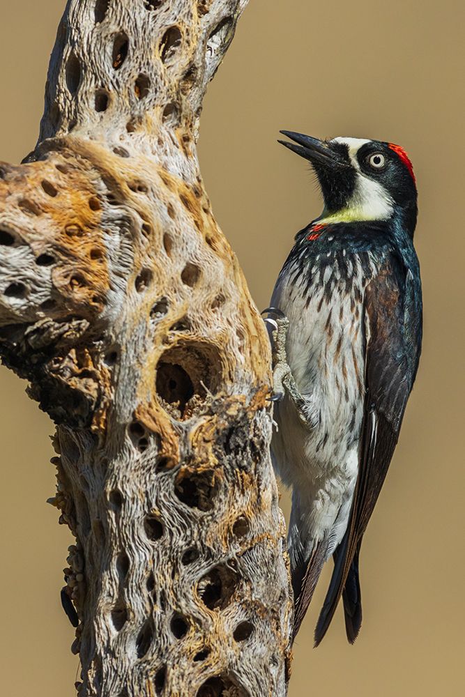 Acorn woodpecker inspecting cactus skeleton, in the desert of southern Arizona art print by Ken Archer for $57.95 CAD