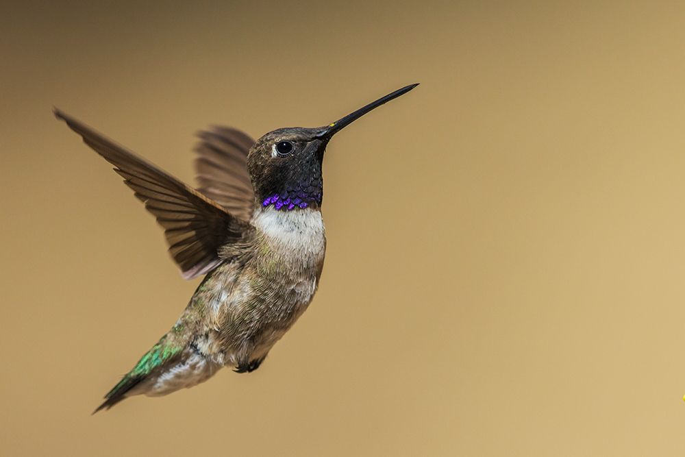 Black-chinned hummingbird flying in Madera Canyon, Arizona art print by Ken Archer for $57.95 CAD