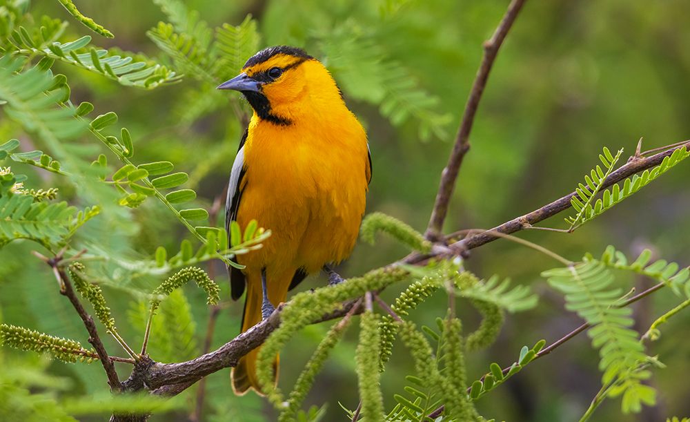 Bullocks oriole pause for a moment in southern Arizona art print by Ken Archer for $57.95 CAD