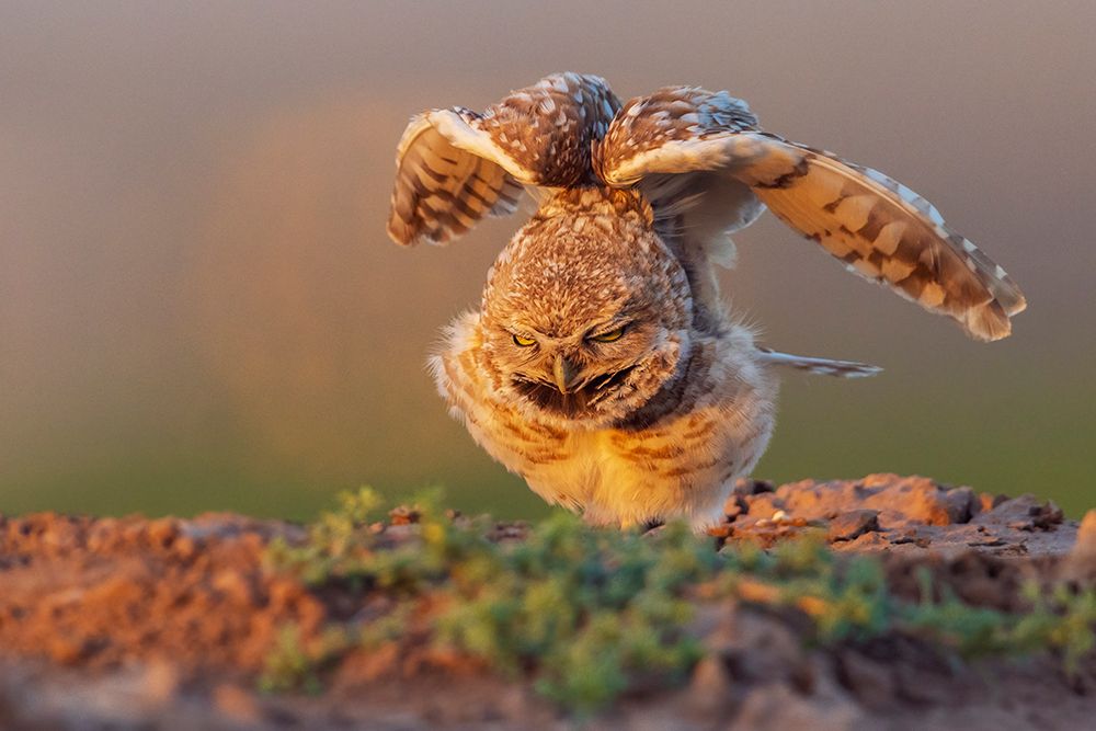 Burrowing owl stretching and waking up at dusk southern Arizona art print by Ken Archer for $57.95 CAD