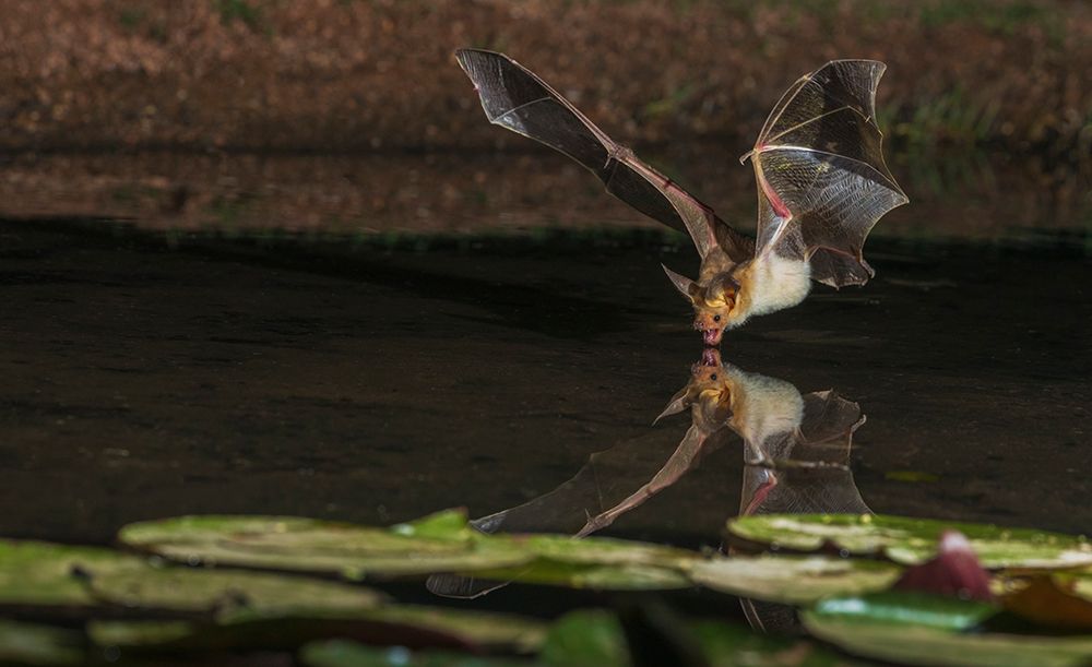 Pallid bat comes into a small pond for a drink art print by Ken Archer for $57.95 CAD