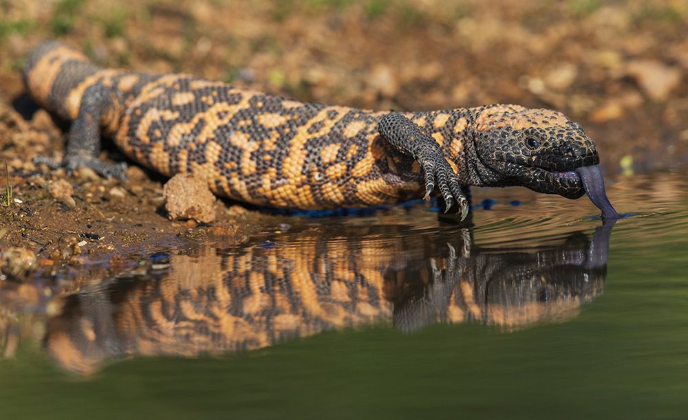 Gila monster quenching its thirst in southern Arizona art print by Ken Archer for $57.95 CAD