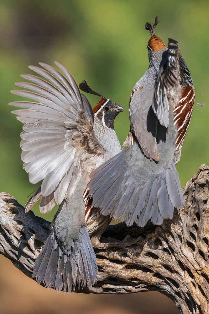 Gambels quail, territory dispute in southern Arizona art print by Ken Archer for $57.95 CAD