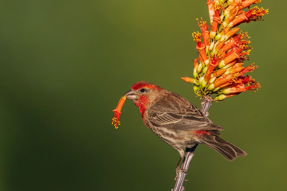 House finch with ocotillo cactus bloom in southern Arizona art print by Ken Archer for $57.95 CAD
