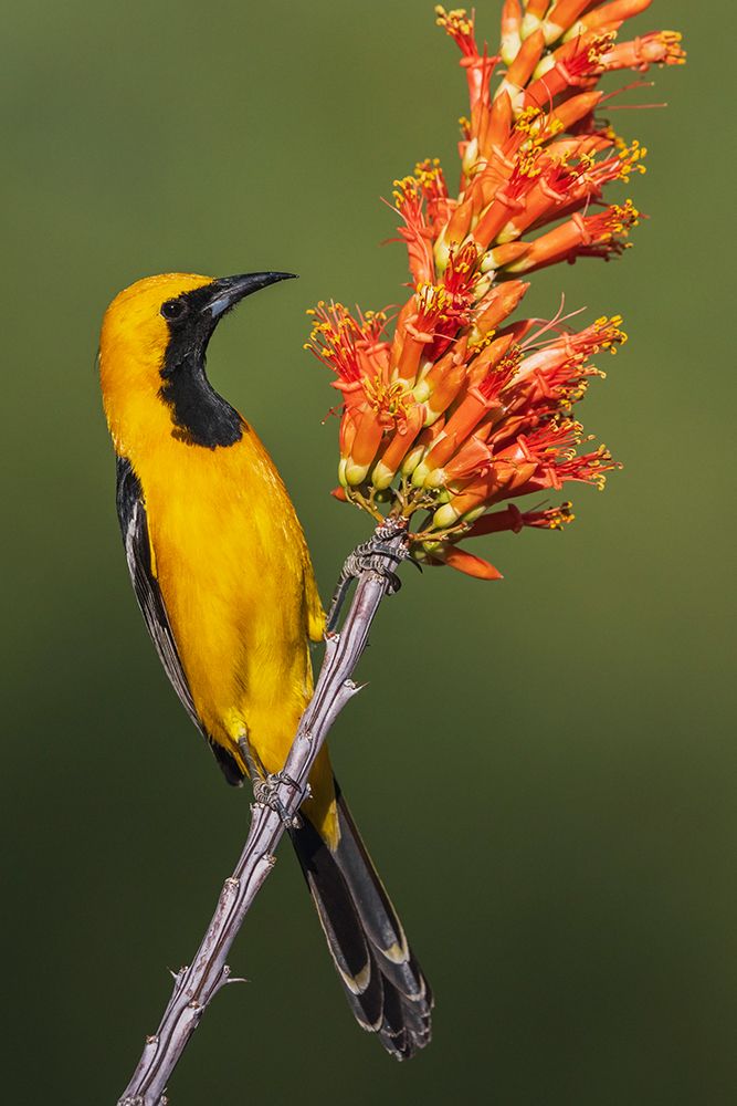 Hooded oriole pauses for a moment while checking ocotillo cactus blooms art print by Ken Archer for $57.95 CAD