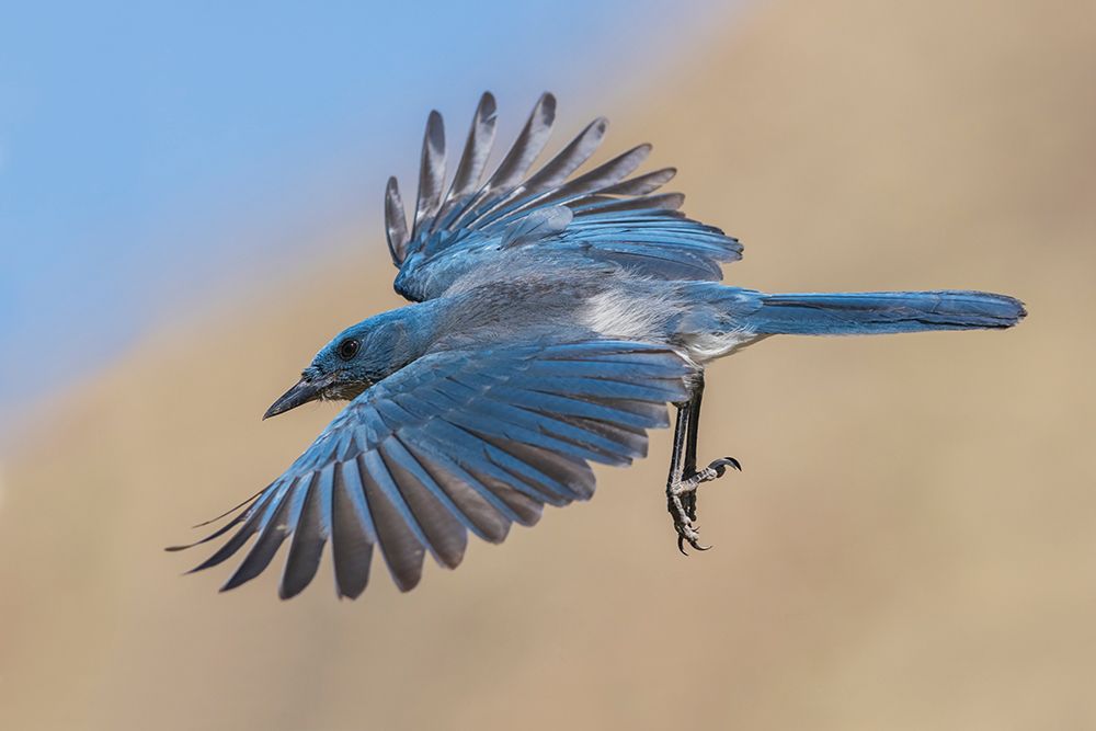 Mexican jay preparing to alight in the desert of southern Arizona art print by Ken Archer for $57.95 CAD