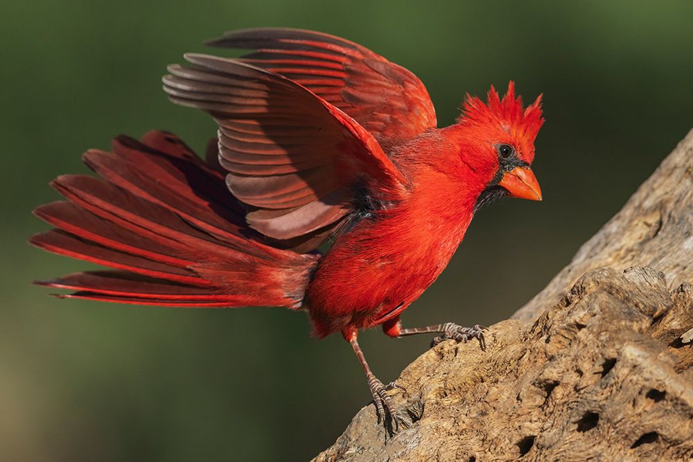 Northern cardinal dominance display toward another bird nearby art print by Ken Archer for $57.95 CAD