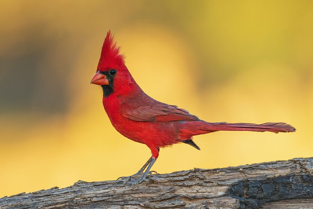 Northern cardinal, colors of sunset in southern Arizona art print by Ken Archer for $57.95 CAD