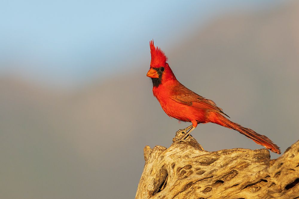 Northern cardinal, colors of last light in the mountains of southern Arizona, USA art print by Ken Archer for $57.95 CAD
