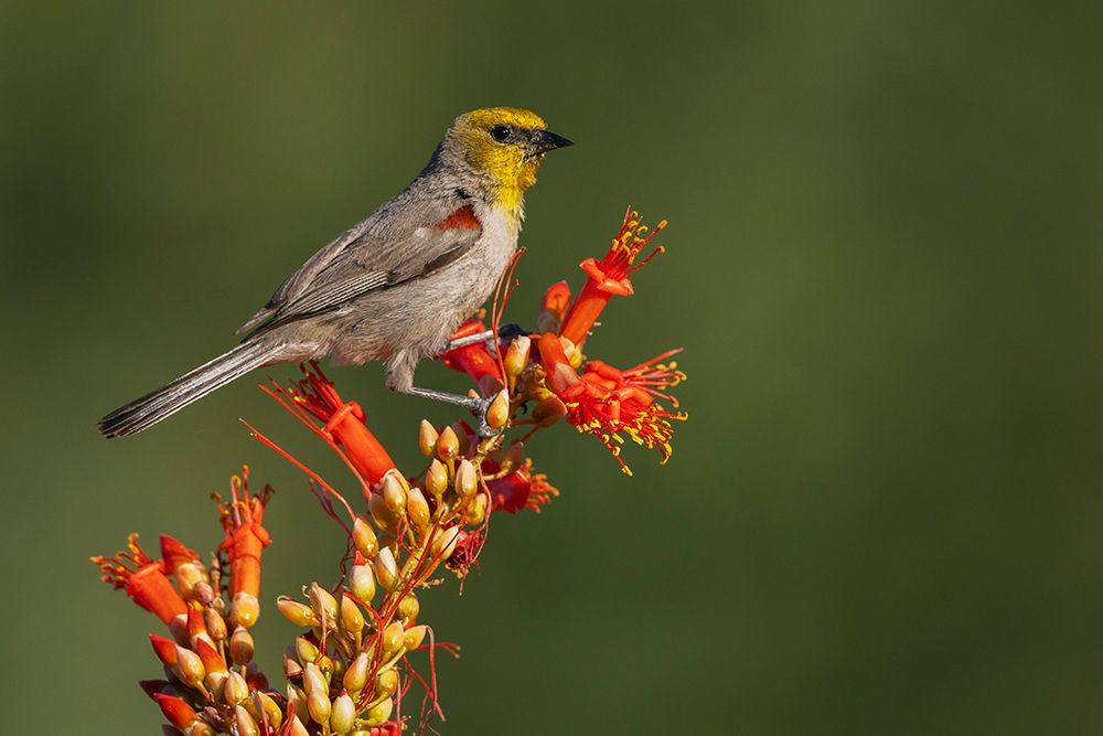Verdin alights on the blooms of a ocotillo cactus in southern Arizona art print by Ken Archer for $57.95 CAD
