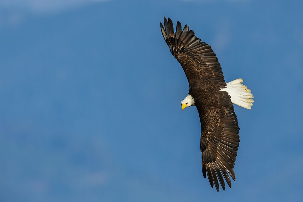 Bald eagle zeros in on possible meal, Washington State art print by Ken Archer for $57.95 CAD