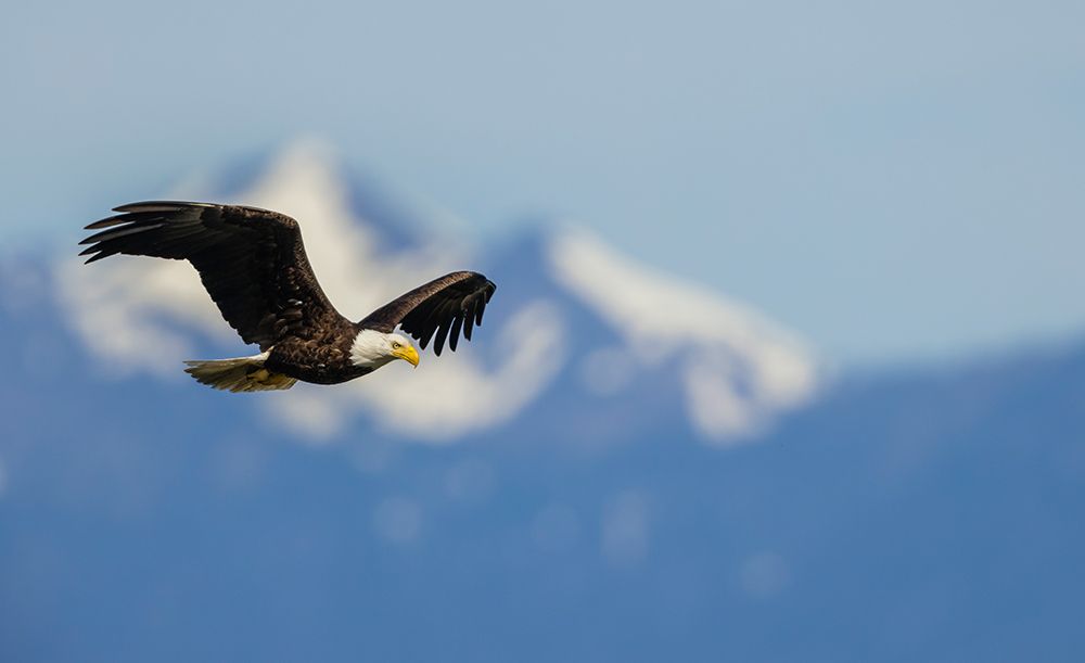 Bald eagle flying, passing in front the Olympic Mountains, Washington State art print by Ken Archer for $57.95 CAD