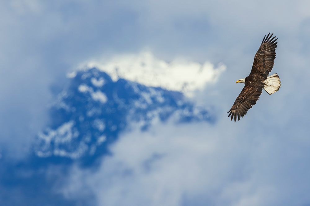 Opening through the clouds, bald eagle flying, Washington State art print by Ken Archer for $57.95 CAD