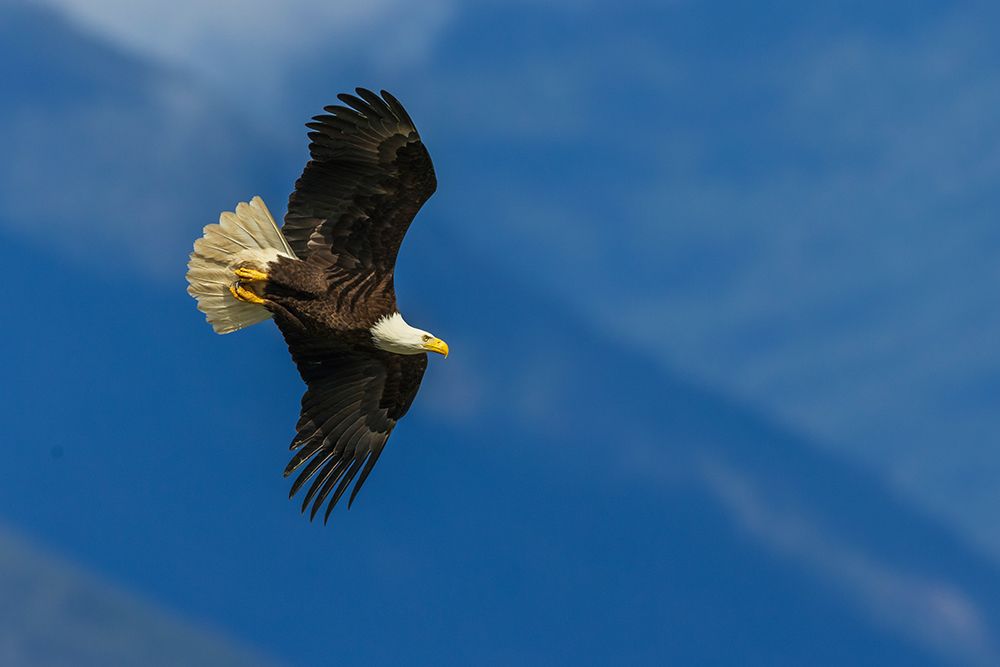 Bald eagle with sights on target, Washington State art print by Ken Archer for $57.95 CAD