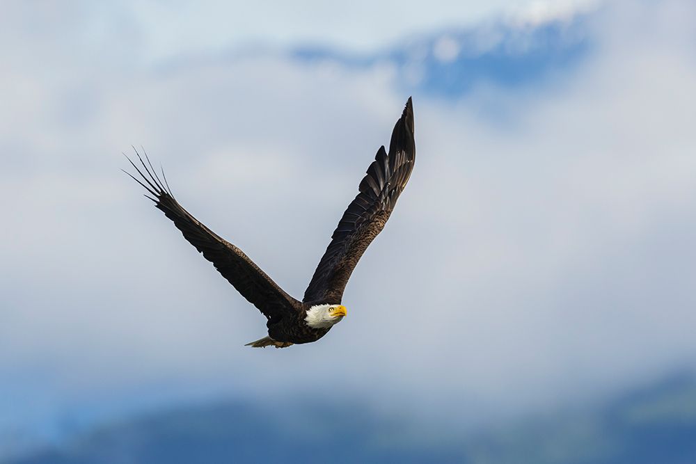 Bald eagle flying, passing in front the Olympic Mountains, Washington State art print by Ken Archer for $57.95 CAD
