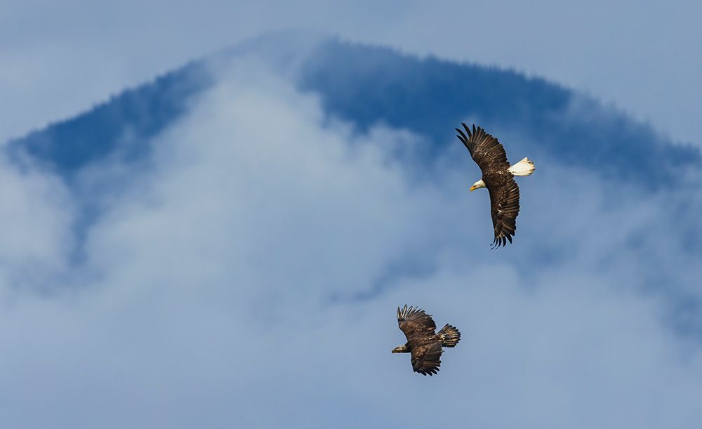 Adult and immature bald eagles flying together, Washington State art print by Ken Archer for $57.95 CAD