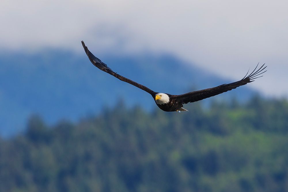 Bald eagle flying over the Hood Canal, Washington State art print by Ken Archer for $57.95 CAD
