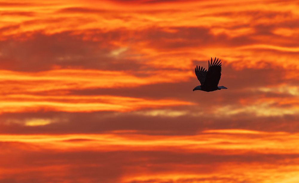 Bald eagle silhouetted against sunset over the Salish Sea art print by Ken Archer for $57.95 CAD