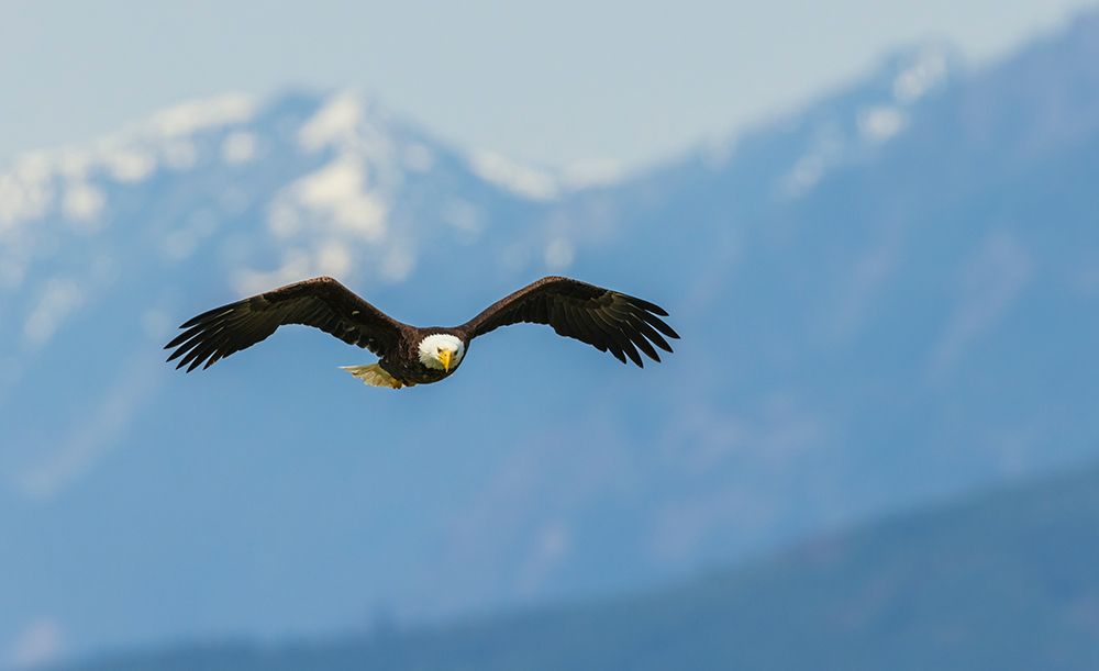 Bald eagle searching for a meal art print by Ken Archer for $57.95 CAD