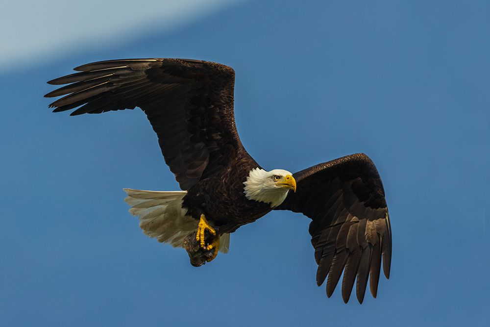 Bald eagle flying past with its freshly caught breakfast art print by Ken Archer for $57.95 CAD