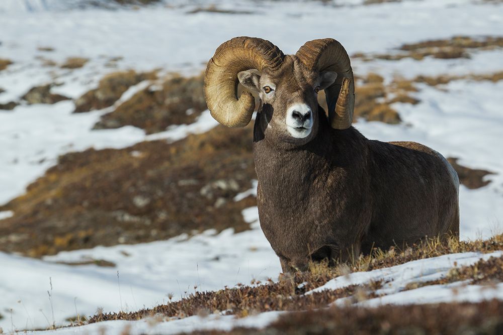 Bighorn sheep ram at home in the alpine country art print by Ken Archer for $57.95 CAD