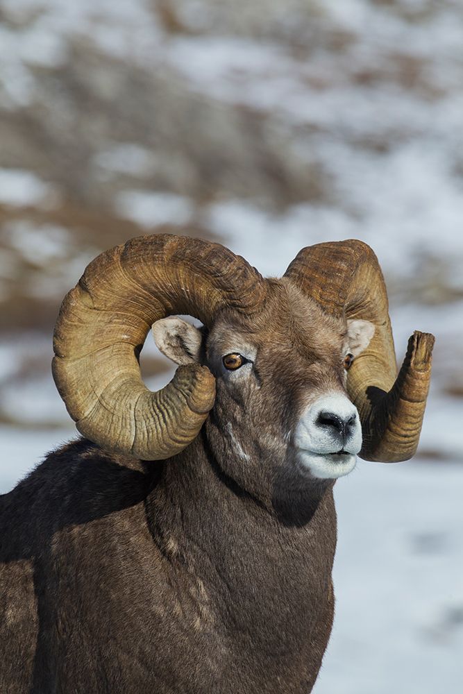 Bighorn sheep ram at home in the alpine country art print by Ken Archer for $57.95 CAD