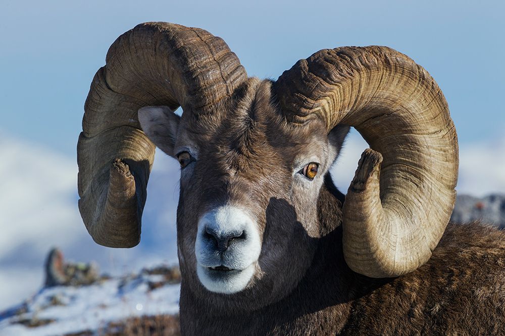 Bighorn sheep ram at home in the alpine country art print by Ken Archer for $57.95 CAD