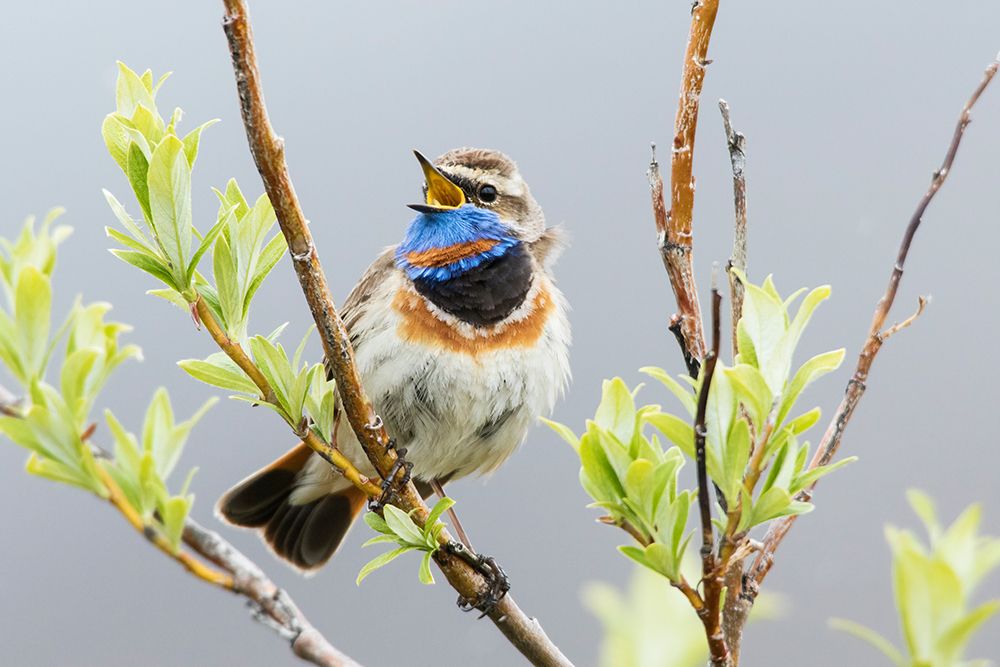 Bluethroat male singing on his summer territory in arctic tundra of the Seward Peninsula. Alaska art print by Ken Archer for $57.95 CAD