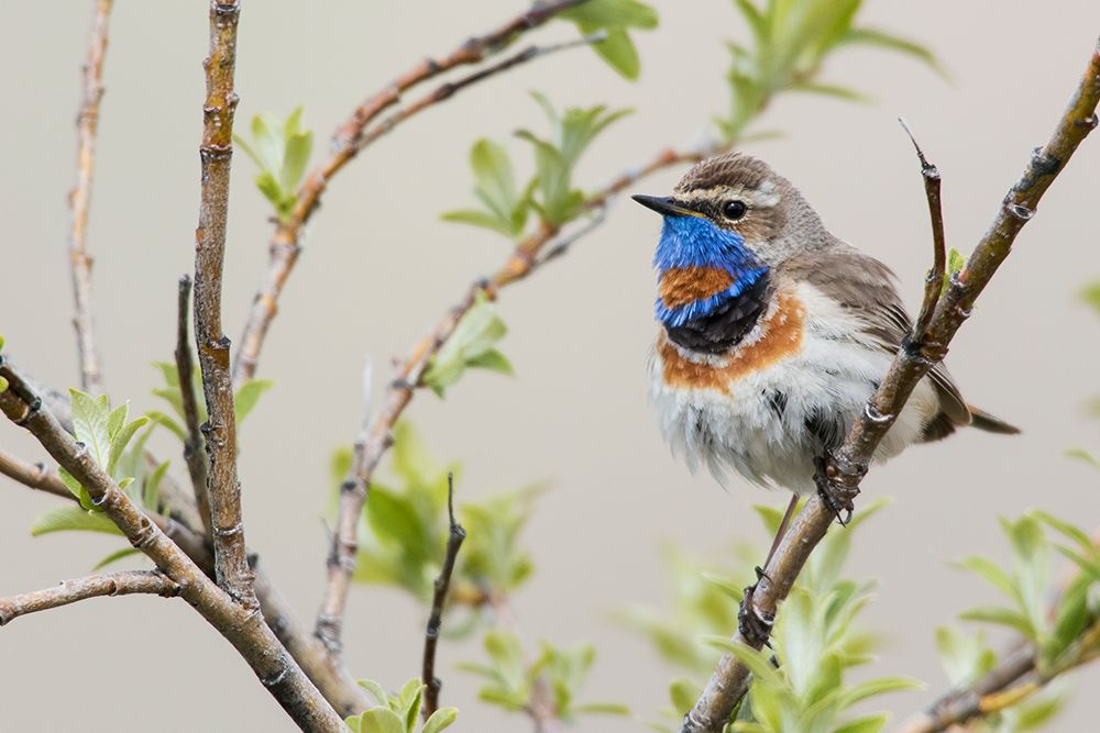 Bluethroat male on his summer territory in the arctic tundra of the Seward Peninsula. Alaska art print by Ken Archer for $57.95 CAD
