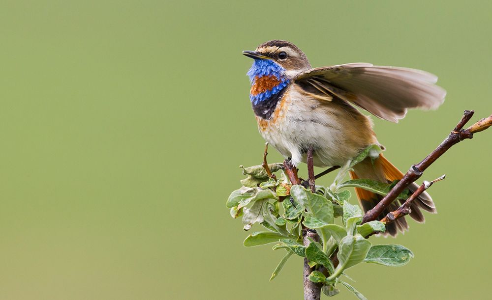 Bluethroat male singing on his summer territory in the arctic tundra of Seward Peninsula. Alaska art print by Ken Archer for $57.95 CAD