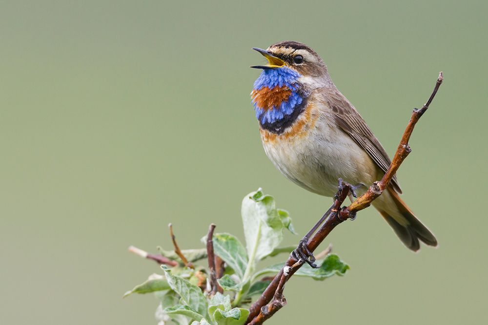 Bluethroat male singing on his summer territory in the arctic tundra of Seward Peninsula. Alaska art print by Ken Archer for $57.95 CAD