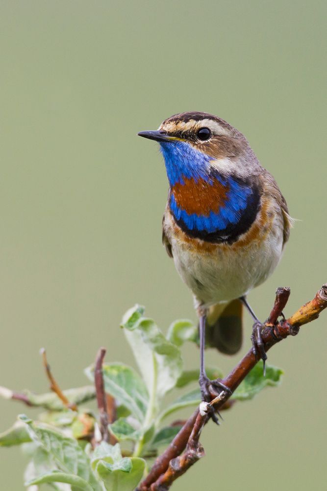 Bluethroat male on his summer territory in the arctic tundra of the Seward Peninsula. Alaska art print by Ken Archer for $57.95 CAD