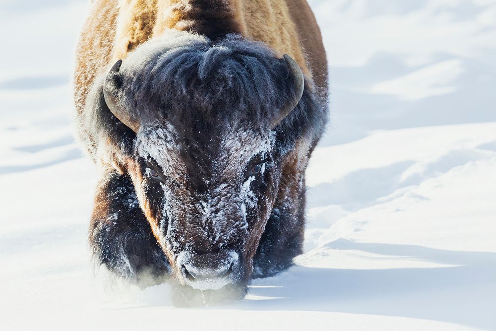 Bull bison wading through the deep snow of Yellowstone art print by Ken Archer for $57.95 CAD